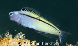 red sea mimic blenny (escenius frontalis) taken at middle... by Stephan Kerkhofs 